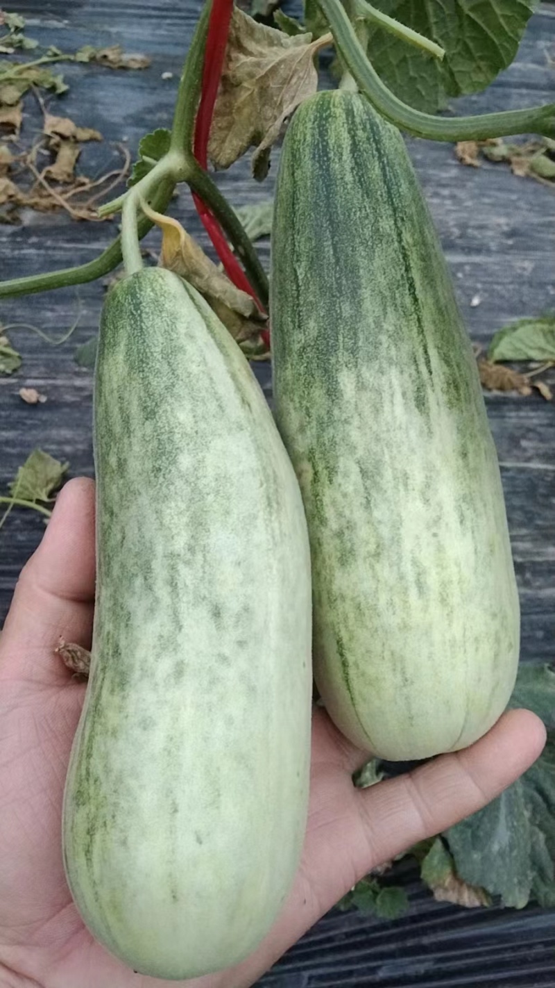 砀山【精选】甜瓜头茬羊角蜜博洋六一甜瓜，精品特甜