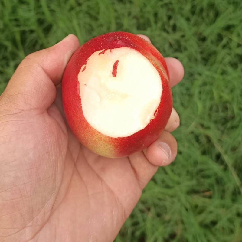 🅰518珍珠油桃曙光金雷金硕基地直发质量三包