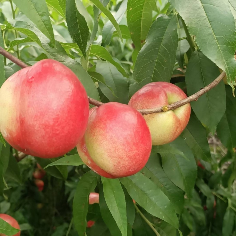 🅰518珍珠油桃曙光金雷金硕基地直发质量三包