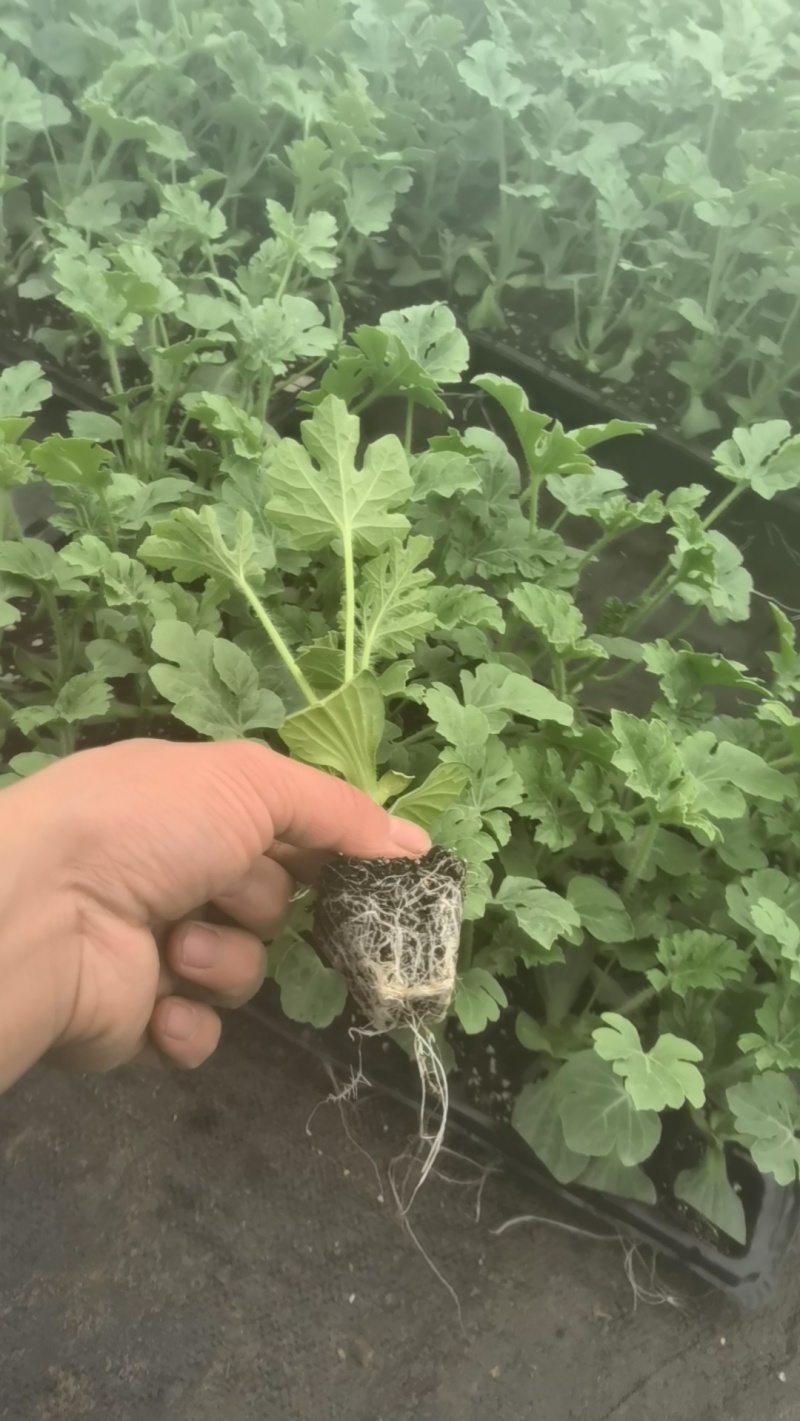美都/8424/龙卷风/西农八号嫁接西瓜苗，欢迎新老客。