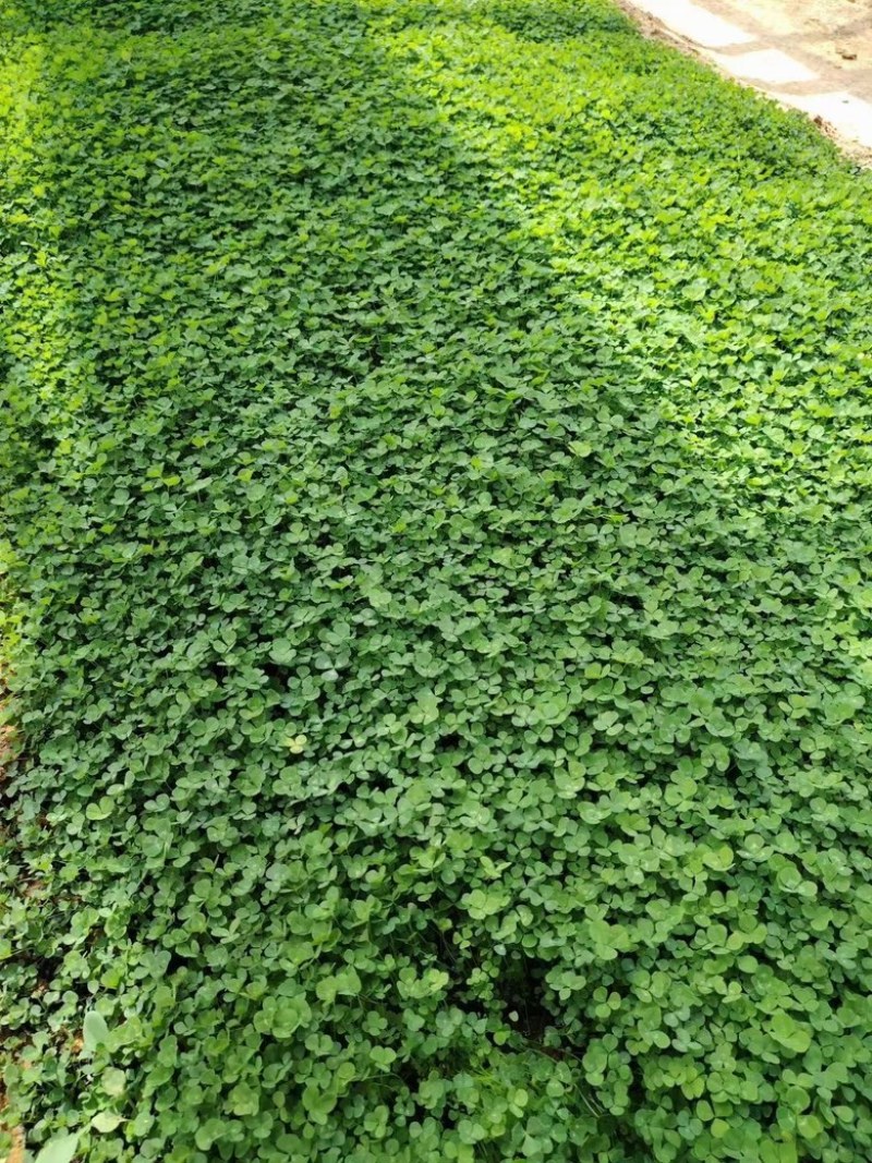 白三叶，一手货源，基地直发，大量供应50万棵
