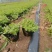 白三叶，一手货源，基地直发，大量供应50万棵