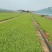 白三叶，一手货源，基地直发，大量供应50万棵