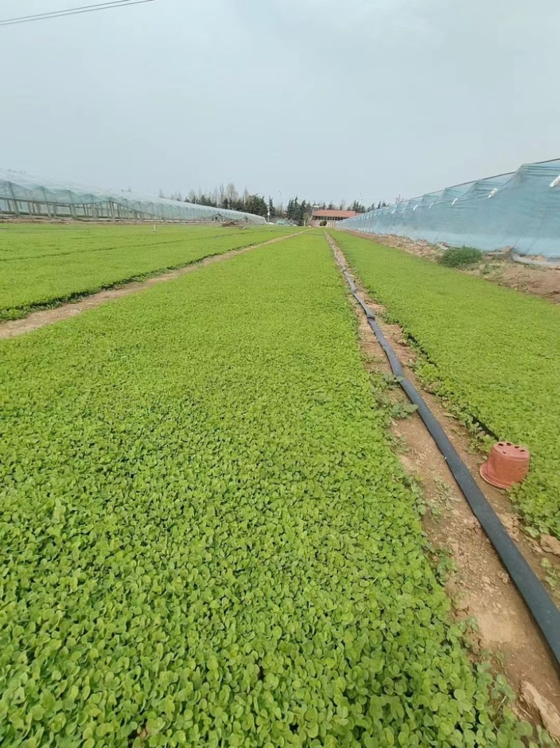 白三叶，一手货源，基地直发，大量供应50万棵