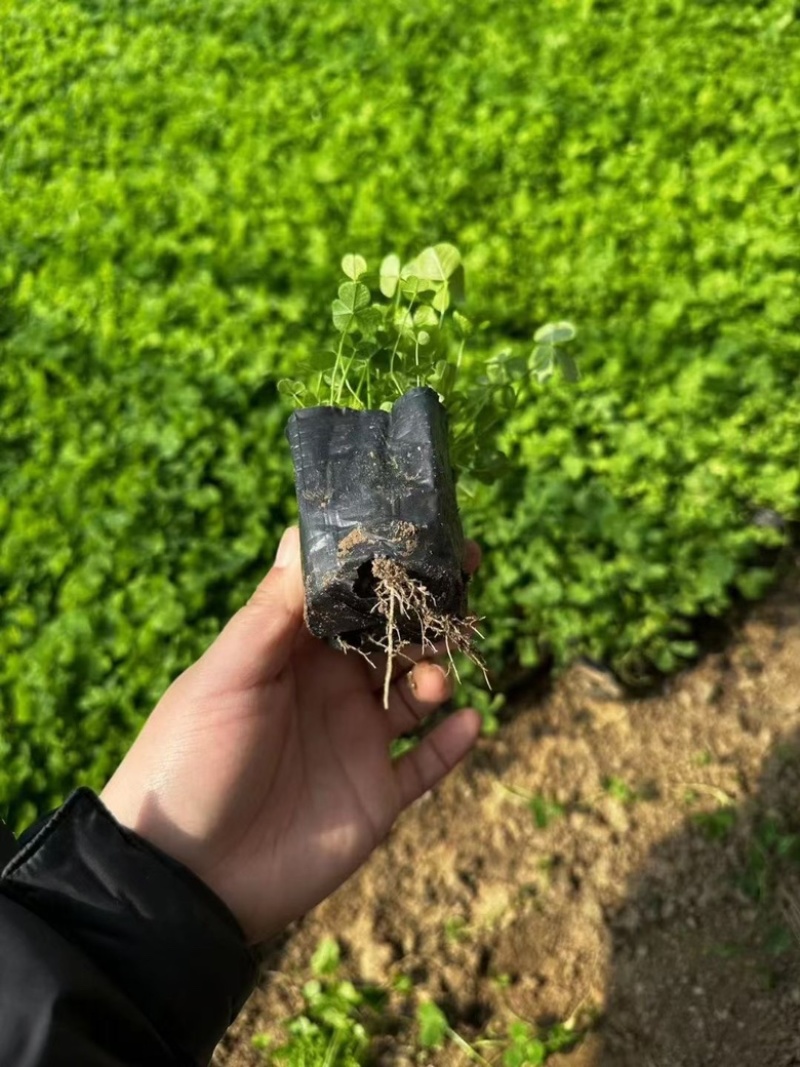 白三叶，一手货源，基地直发，大量供应50万棵