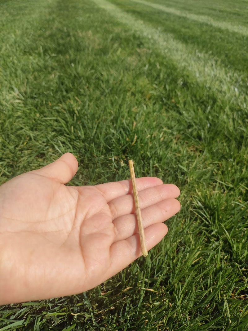 草皮精品草皮石家庄草皮冷季型可视频看货实地考察欢迎电联