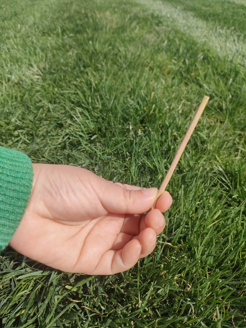 草皮精品草皮石家庄草皮冷季型可视频看货实地考察欢迎电联