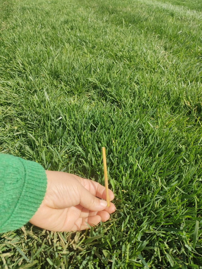 草皮精品草皮石家庄草皮冷季型可视频看货实地考察欢迎电联