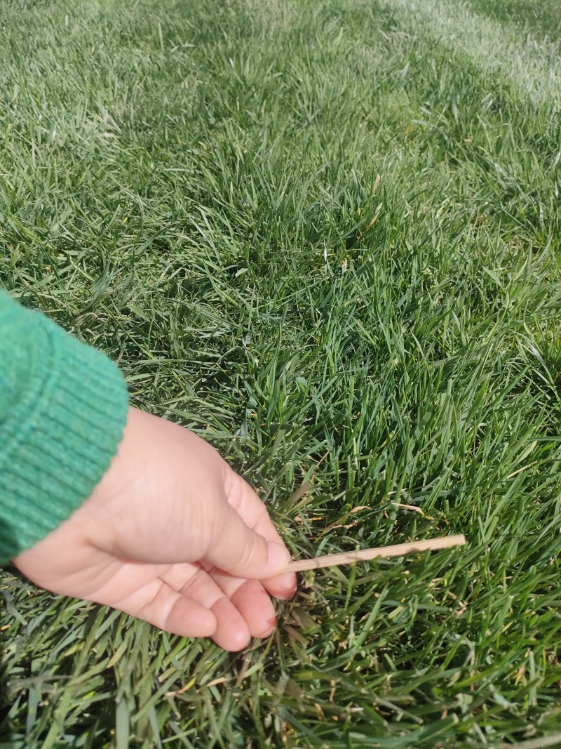 草皮精品草皮石家庄草皮冷季型可视频看货实地考察欢迎电联