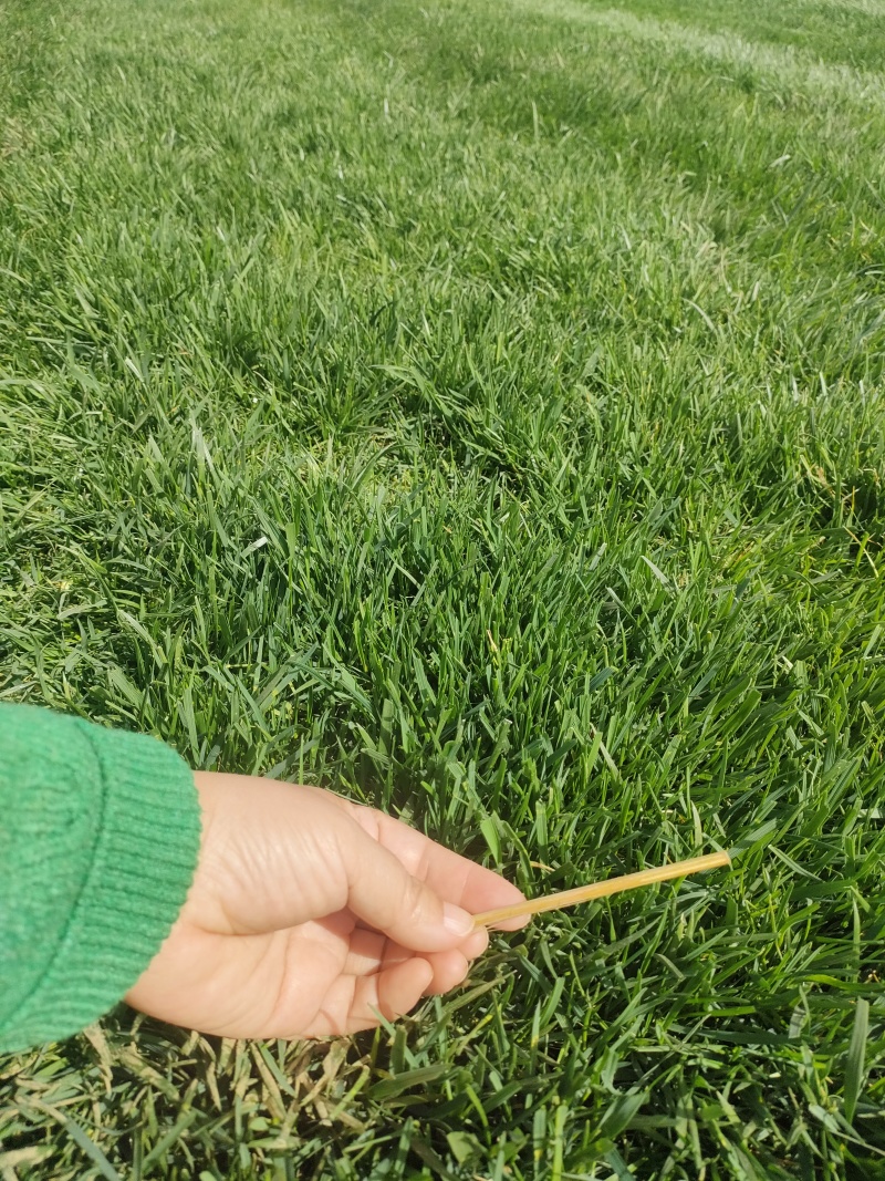 草皮精品草皮石家庄草皮冷季型可视频看货实地考察欢迎电联