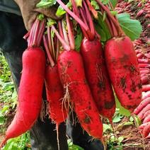 红皮萝卜山东红皮水萝卜大量现货，可对接市场电商可视频