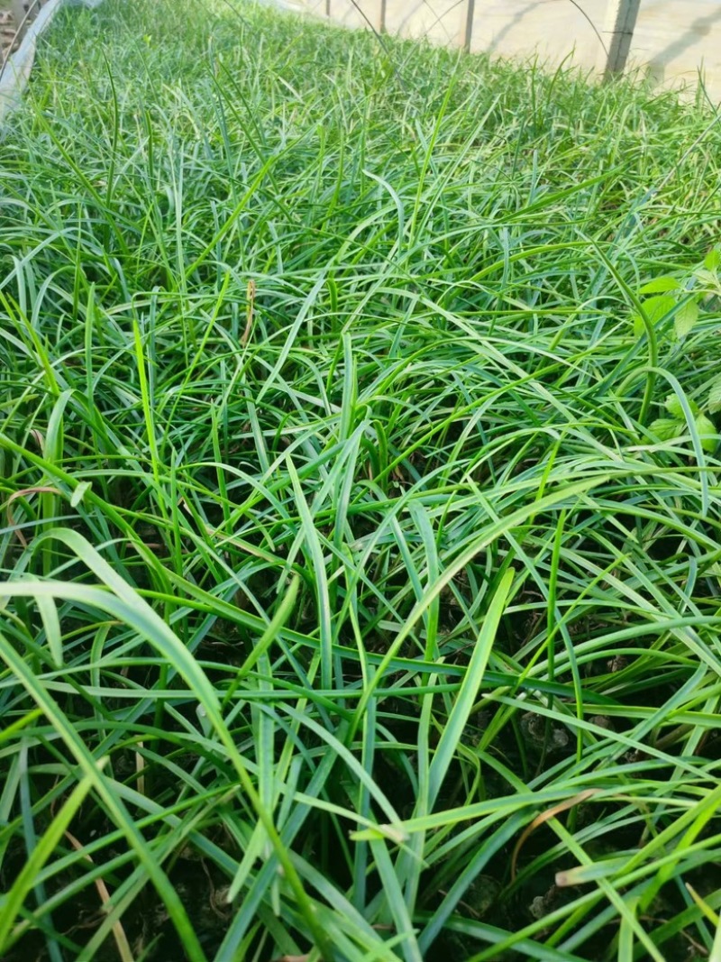 红花韭兰，一手货源，精品苗，基地直发，大量