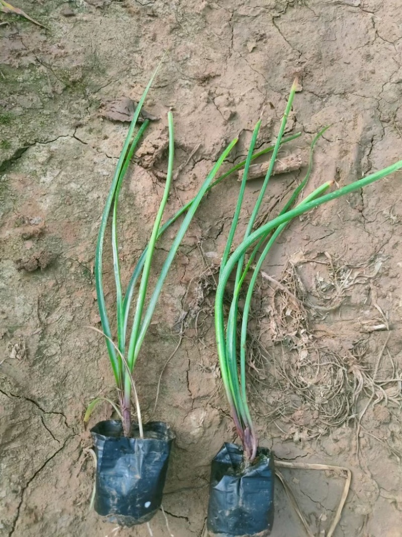 红花韭兰，一手货源，精品苗，基地直发，大量