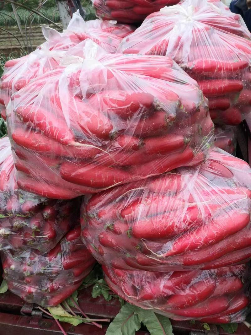 红皮萝卜山东红皮水萝卜大量现货，可代发对接市场电商可视频