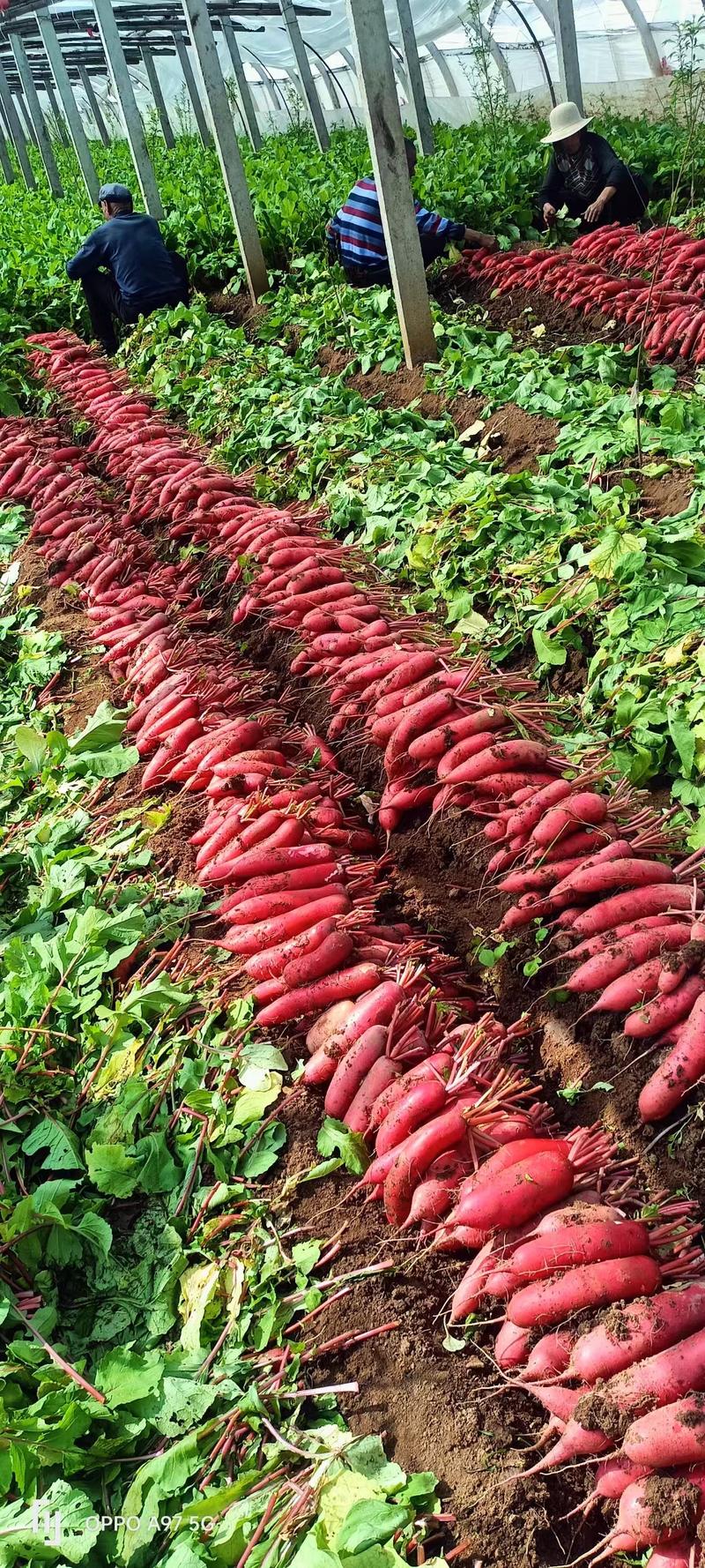 红皮萝卜山东红皮水萝卜大量现货，可代发对接市场电商可视频