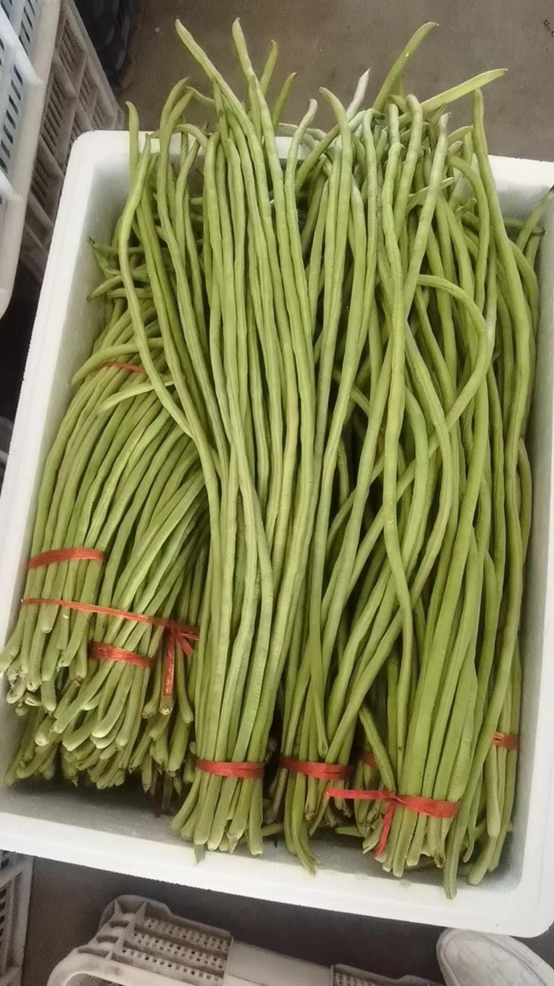 陕西豇豆长豆角专业代办走货一条龙服务对接各级客商