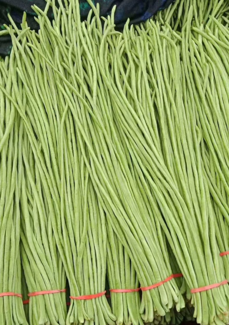 陕西豇豆长豆角专业代办走货一条龙服务对接各级客商