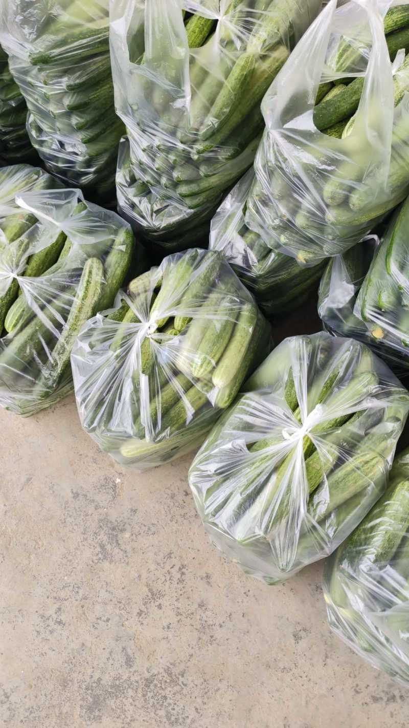 旱黄瓜。燕白黄瓜白条老燕白。产地直供一手货源