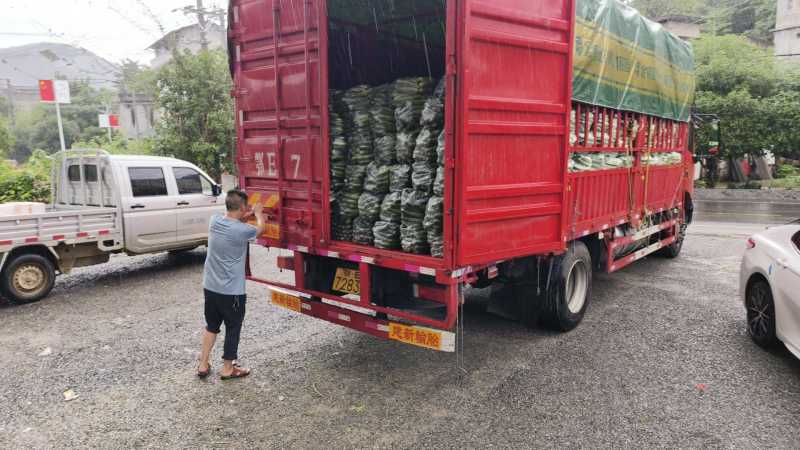 旱黄瓜。燕白黄瓜白条老燕白。产地直供一手货源