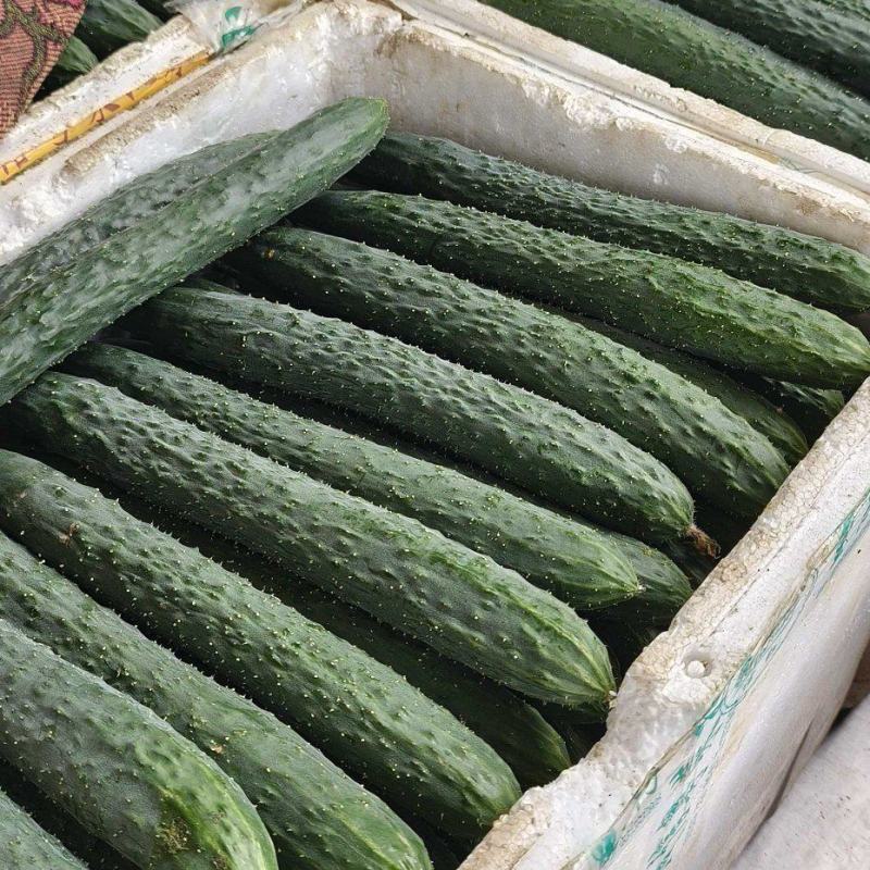 精品青黄瓜十天左右大量上市