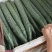 精品青黄瓜十天左右大量上市