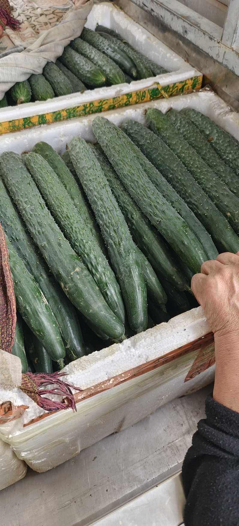 精品青黄瓜十天左右大量上市
