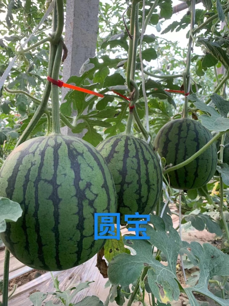 山东昌乐冰糖子小西瓜小糖丸西瓜大量供应欢迎全国客户合作