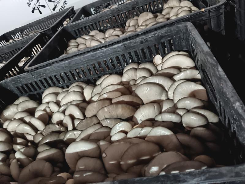 【精选】平菇，鲜平菇，一手货源，品质保证，全国发货