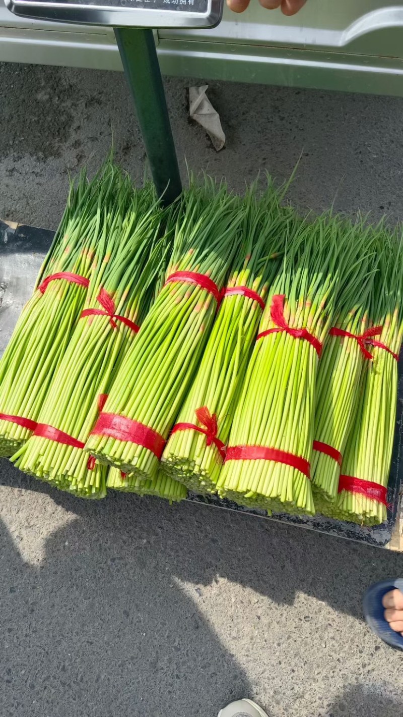 红帽蒜薹精品蒜苔大量上市以质论价品质保证可视频看货