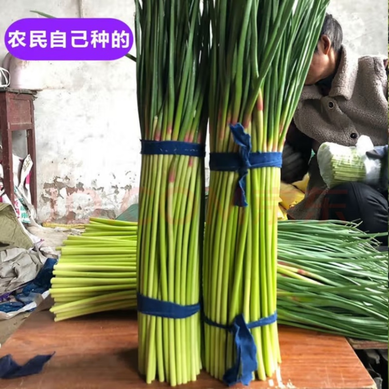 红帽蒜薹精品蒜苔大量上市以质论价品质保证可视频看货