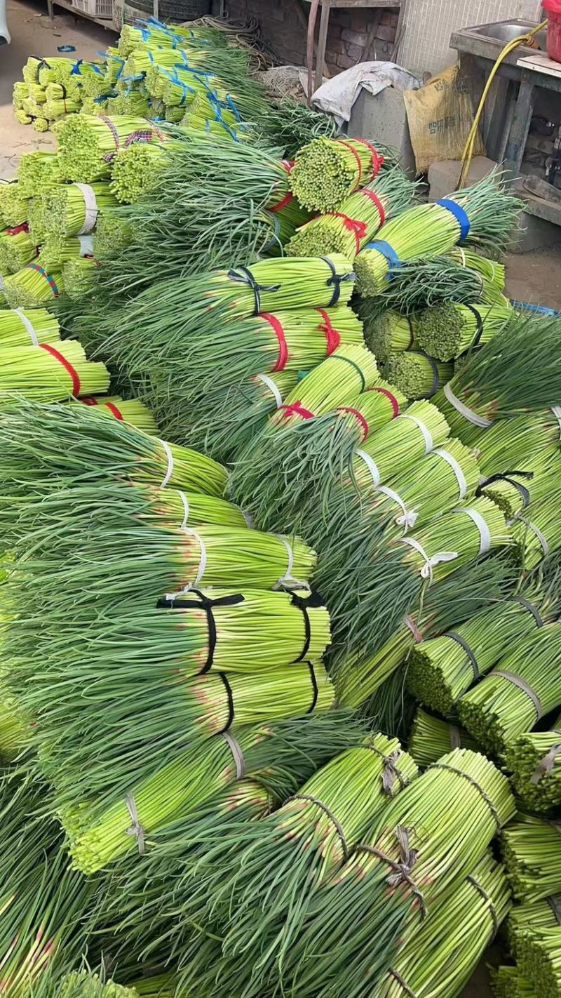 红帽蒜薹精品蒜苔大量上市以质论价品质保证可视频看货