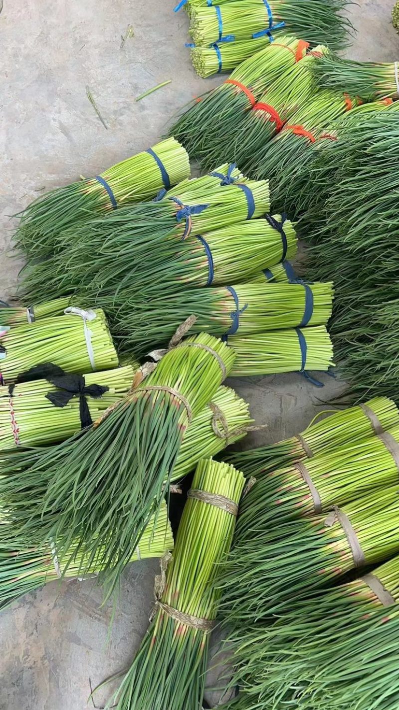红帽蒜薹精品蒜苔大量上市以质论价品质保证可视频看货