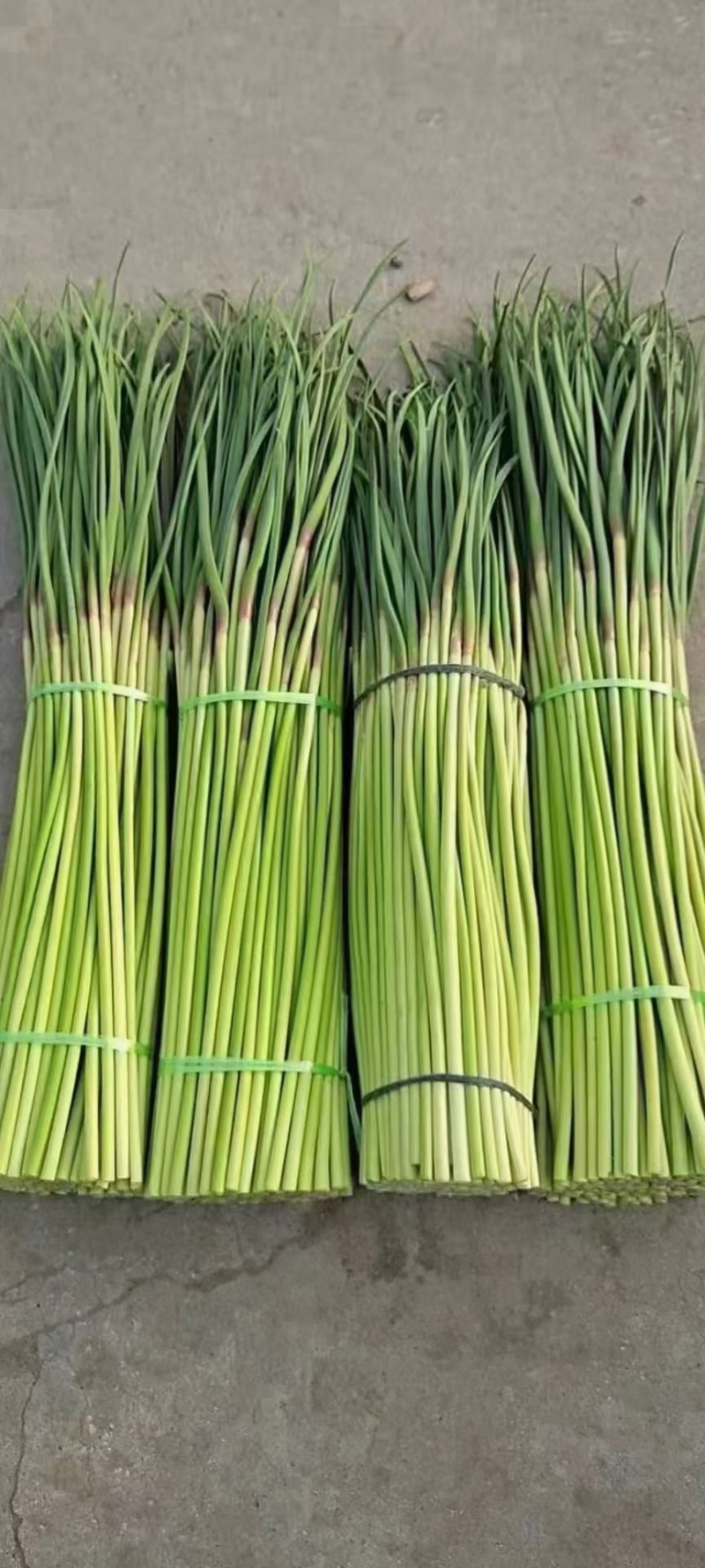 红帽蒜薹精品蒜苔大量上市以质论价品质保证可视频看货