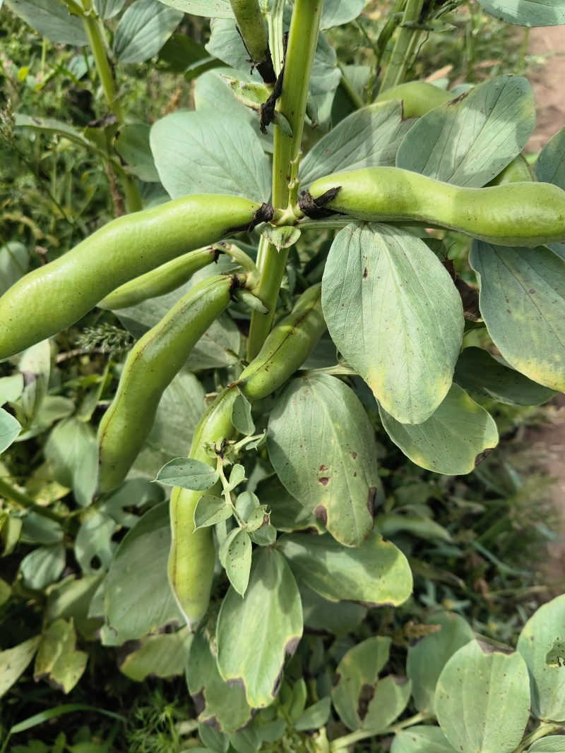 新鲜大白蚕豆