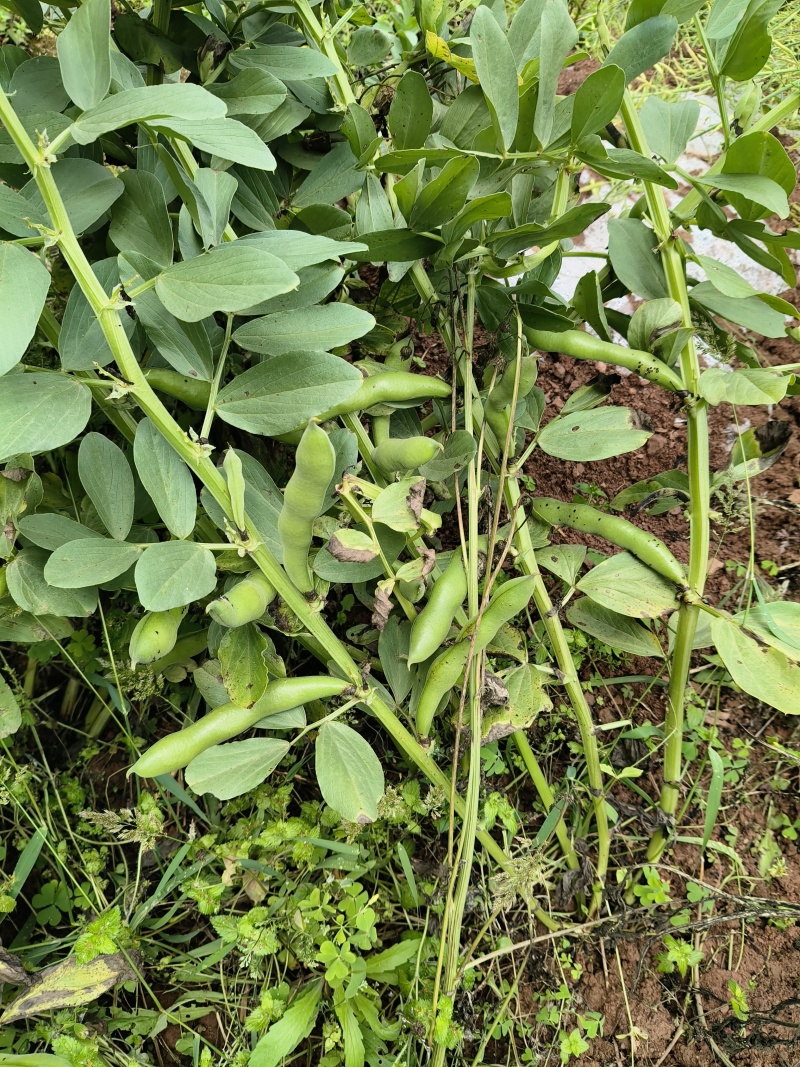 新鲜大白蚕豆