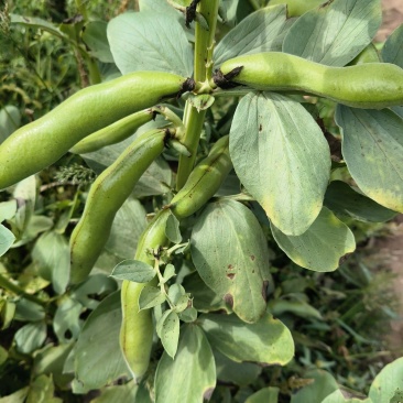 新鲜大白蚕豆