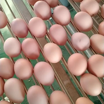 丰田南山鸡蛋，全国名特优新农产品，