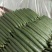 精品黄瓜大量有货欢迎广大客户前来采购诚信经营品质保障