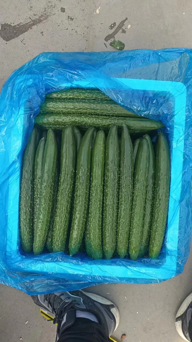精品黄瓜大量有货欢迎广大客户前来采购诚信经营品质保障