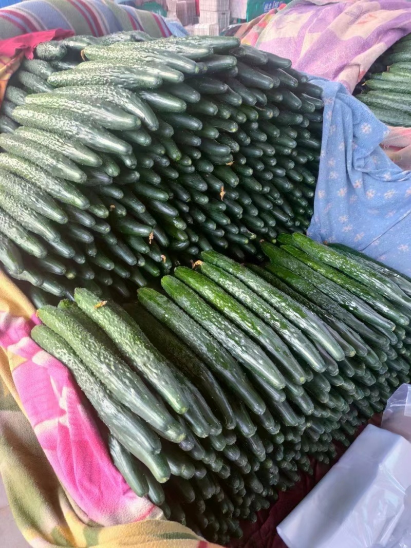 精品黄瓜大量有货欢迎广大客户前来采购诚信经营品质保障