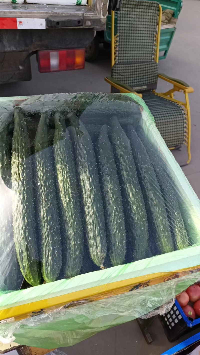精品黄瓜大量有货欢迎广大客户前来采购诚信经营品质保障