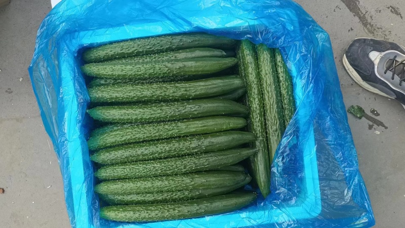 精品黄瓜大量有货欢迎广大客户前来采购诚信经营品质保障