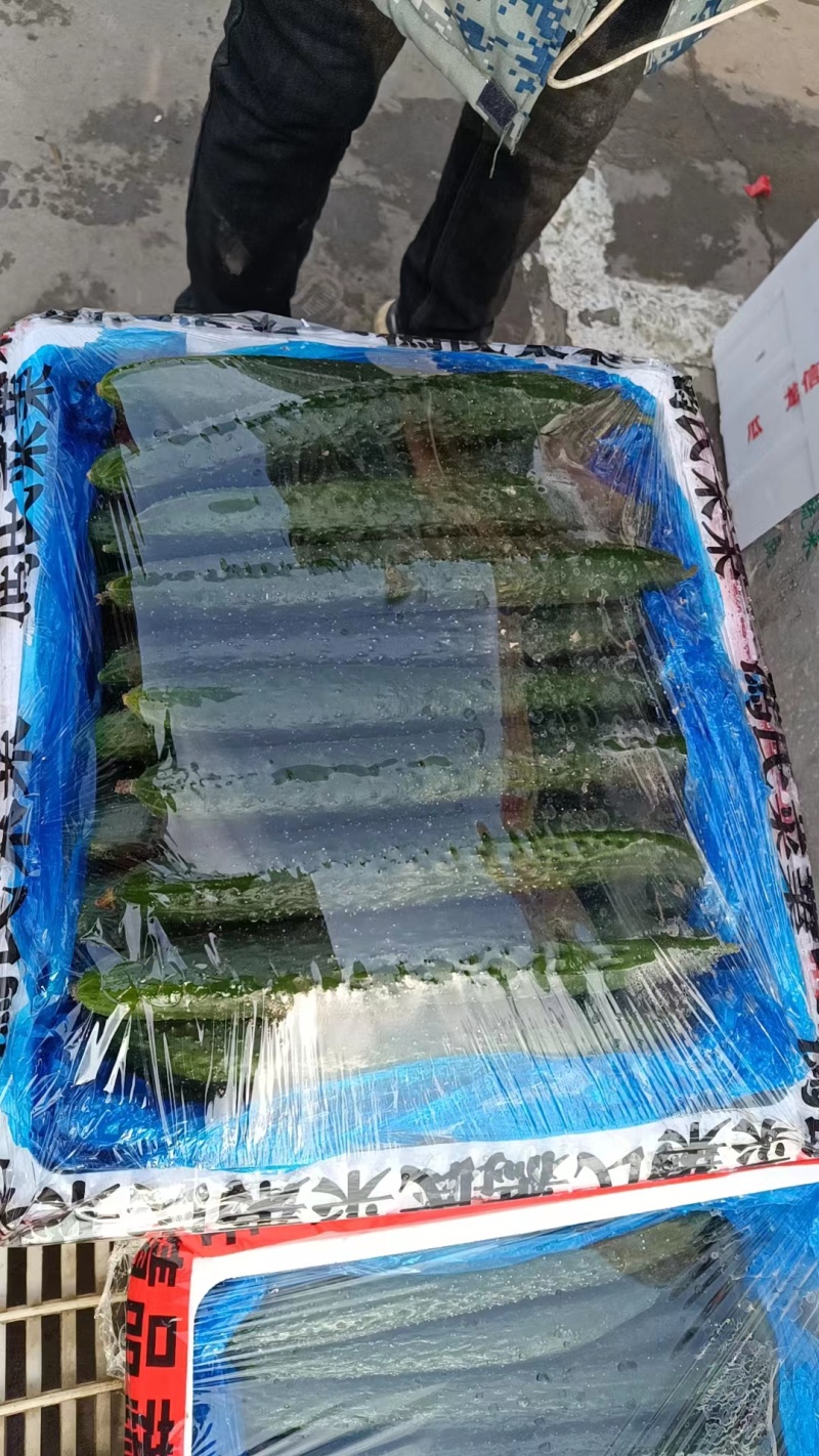精品黄瓜大量有货欢迎广大客户前来采购诚信经营品质保障