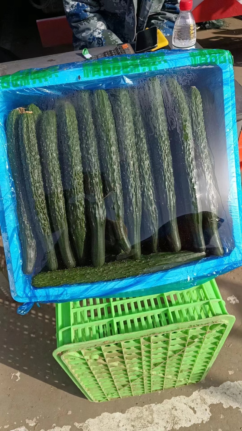 精品黄瓜大量有货欢迎广大客户前来采购诚信经营品质保障