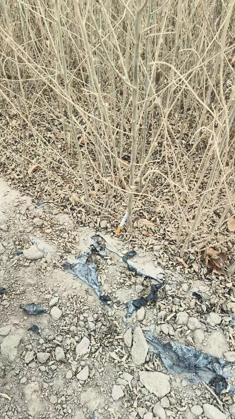 甘肃沙枣苗沙枣树苗沙枣小苗规格全按需配货欢迎咨询