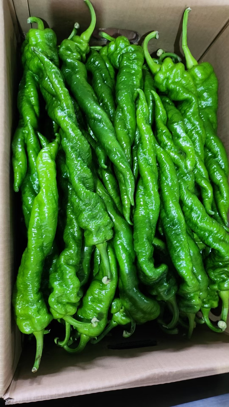 优质螺丝椒，黄皮椒，泡椒，芜湖椒等各种辣椒产地，一手货源