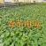 香芋南瓜苗