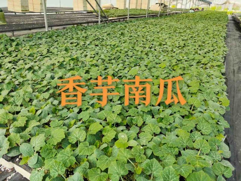 香芋南瓜苗