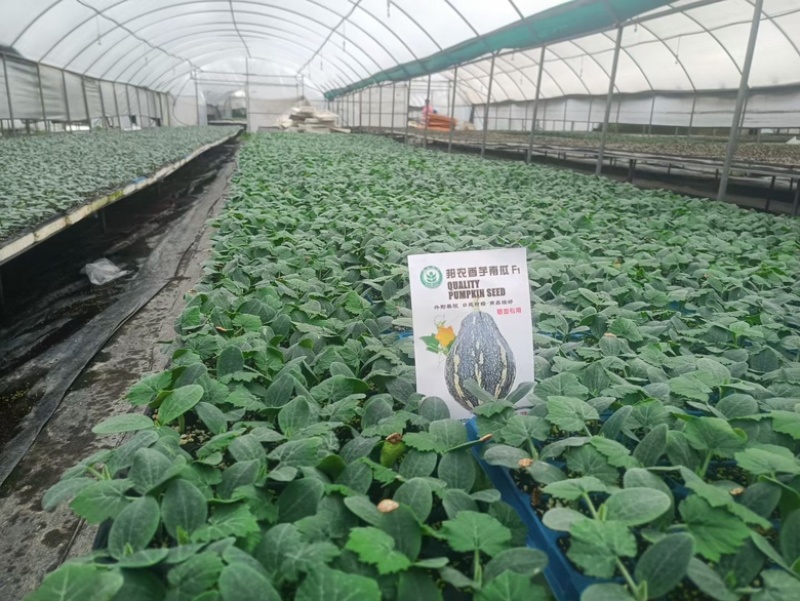 香芋南瓜苗
