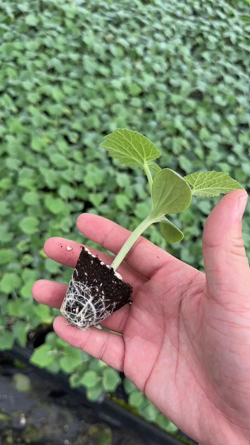 香芋南瓜苗